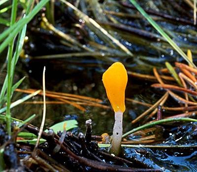 Mitrula elegans